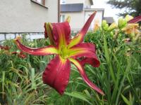 Hemerocallis (Denivka 'Cactus Fruit')