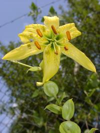 Lilium henryi var citrinum (Lilie Henryova)