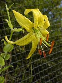 Lilium henryi var citrinum (Lilie Henryova)