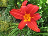 Hemerocallis (Denivka 'Anzac')