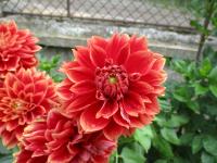 Dahlia (Jiřinka 'Uršula Kluková' - Dekorační jiřinky)
