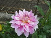 Dahlia (Jiřinka 'Dancing Queen' - Semikaktusovité jiřinky)