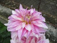 Dahlia (Jiřinka 'Dancing Queen' - Semikaktusovité jiřinky)