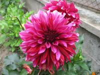 Dahlia (Jiřinka 'Tanita' - Dekorační jiřinky)