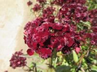 Dianthus barbatus (Hvozdík vousatý 'Sooty')