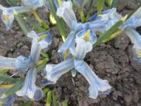 Iris reticulata (Kosatec síťkovaný 'Blue Planet')