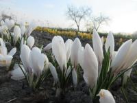 Crocus vernus (Šafrán jarní 'Jeanne d' Arc')
