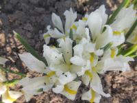 Iris reticulata (Kosatec síťkovaný 'Louise')