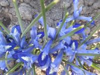 Iris reticulata (Kosatec síťkovaný 'Clairette')