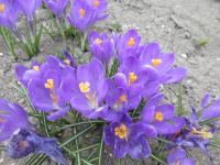 Crocus vernus (Šafrán jarní 'Blue Ocean')