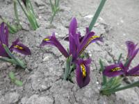 Iris reticulata (Kosatec síťkovaný 'JS Dijt')