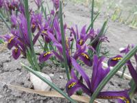 Iris reticulata (Kosatec síťkovaný 'JS Dijt')