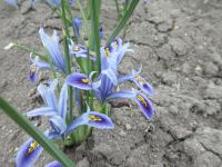 Iris reticulata (Kosatec síťkovaný 'Angela')