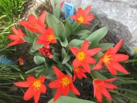 Tulipa kaufmanniana (Tulipán Kaufmannův 'Scarlet Baby' - Kaufmanniana tulipány)