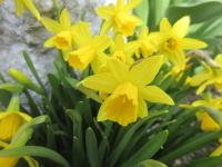 Narcissus (Narcis 'Tete a Tete')