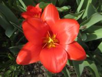 Tulipa kaufmanniana (Tulipán Kaufmannův 'Showwinner')
