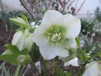 Helleborus orientalis (Čemeřice východní 'Pretty Ellen White')