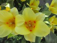Tulipa (Tulipán 'Miskodeed' - Greigii tulipány)