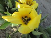 Tulipa (Tulipán 'Easter Parade' - Fosteriana tulipány)