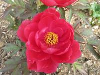 Paeonia suffruticosa (Pivoňka keřovitá 'Baiyuans Red Clouds')