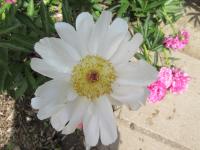 Paeonia lactiflora (Pivoňka čínská 'Anna Svídnická')