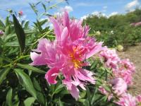 Paeonia lactiflora (Pivoňka čínská)