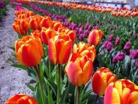 Tulipa (Tulipán)