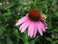 Echinacea purpurea (Třapatkovka nachová)