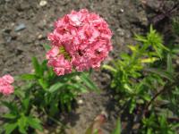 Dianthus barbatus (Hvozdík vousatý)