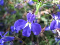 Lobelia erinus (Lobelka drobná)
