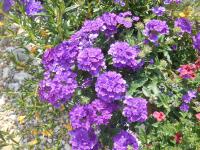 Verbena x hybrida (Sporýš zahradní)