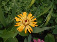 Zinnia elegans (Ostálka sličná)