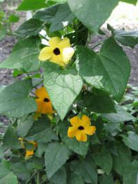 Thunbergia alata (Thunbergie křídlatá)