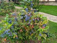 Mahonia aquifolium (Mahonie cesmínolistá)