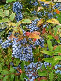 Mahonia aquifolium (Mahonie cesmínolistá)