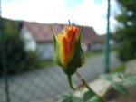 Rosa (Růže 'Lichtkönigin Lucia')