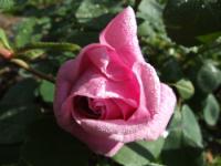 Rosa (Růže Liparfum)