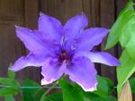 Clematis patens (Plamének otevřený The President)