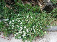 Cotoneaster dammeri (Skalník Dammerův)