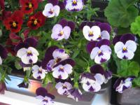 Viola cornuta   Horned Pansy plant