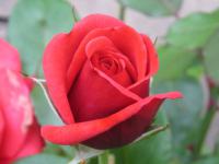 Rosa (Růže)