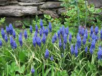 Muscari armeniacum (Modřenec arménský)