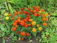 Tagetes patula   French Marigold plant