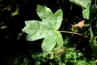 Acer campestre (Javor babyka)