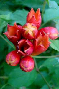 Campsis radicans (Křivouš kořenující)