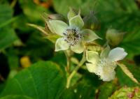Rubus fruticosus
