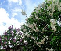 Syringa vulgaris (Šeřík obecný)