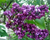 Syringa vulgaris (Šeřík obecný)