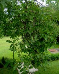 Juglans regia (Ořešák královský)