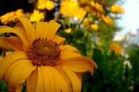 Heliopsis helianthoides (Janeba drsná)
